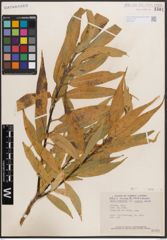 Foto von Salix caudata (Nutt.) A. Heller